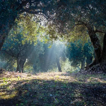 The Storage House Danilia